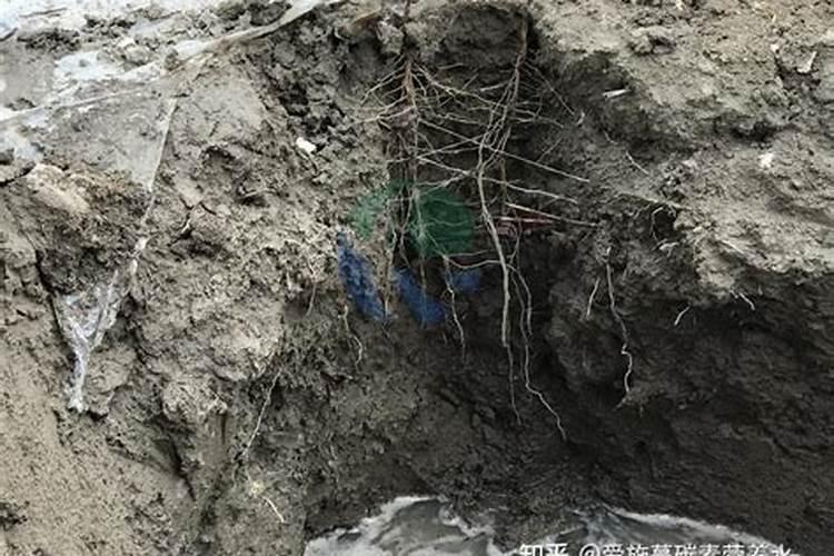 化肥在干土上溶解怎么办