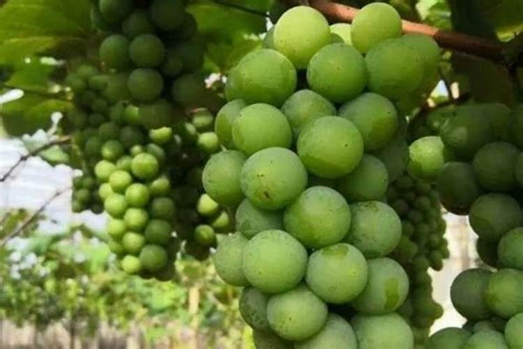 颗粒硼肥什么牌子的好