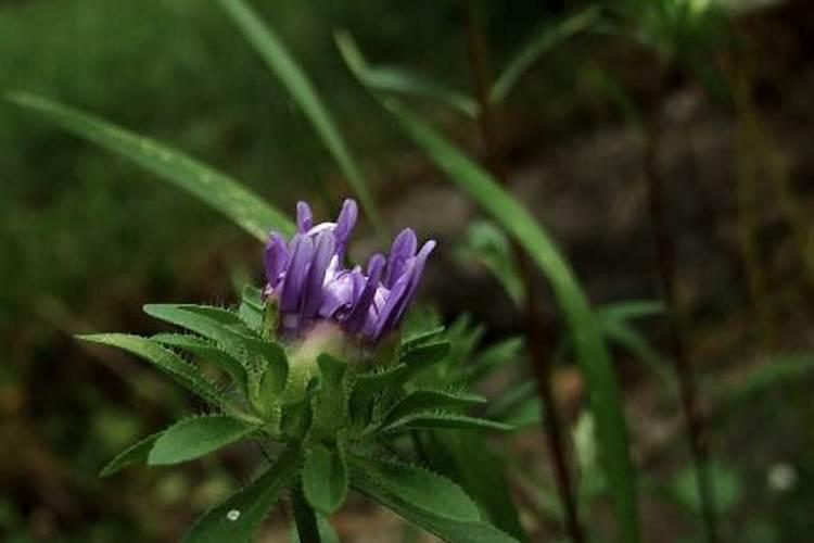 桉树用什么肥料最合适
