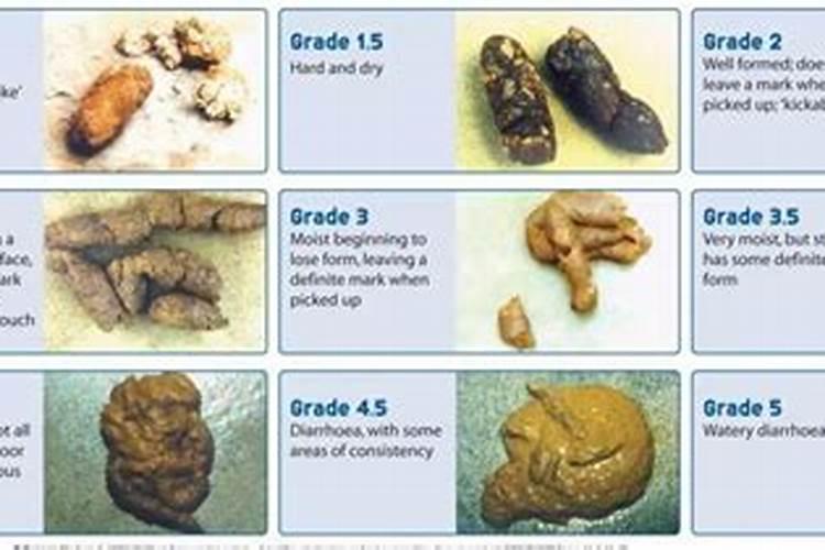 羊粪属于氮肥还是磷肥