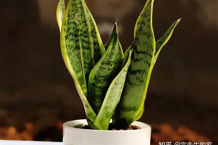 虎皮兰为什么不开花