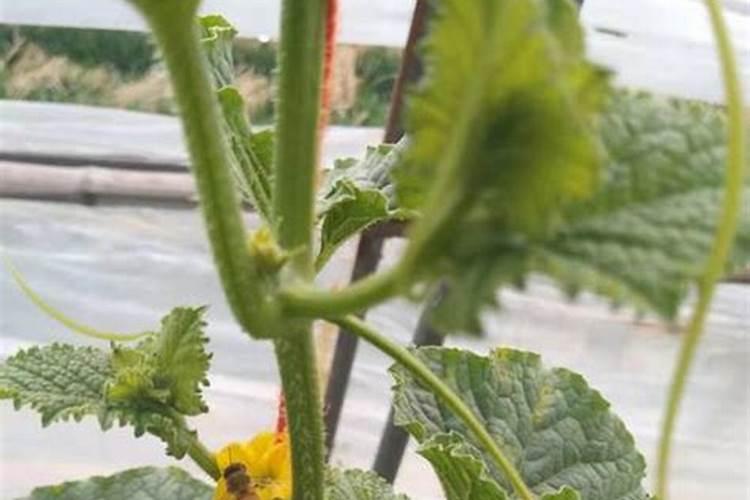 甜瓜授粉15天后冲平衡肥还是高钾肥好？