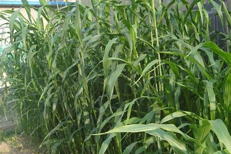 盆栽银杏怎么养