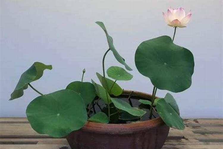 矿源黄腐酸钾怎么辨别真假