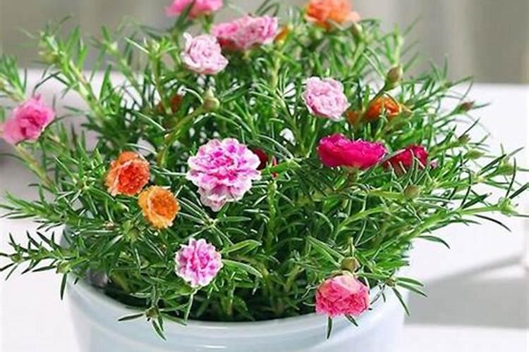 玉米移栽注意事项