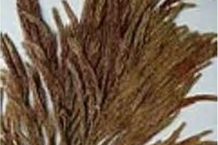 柳杉的养殖方法