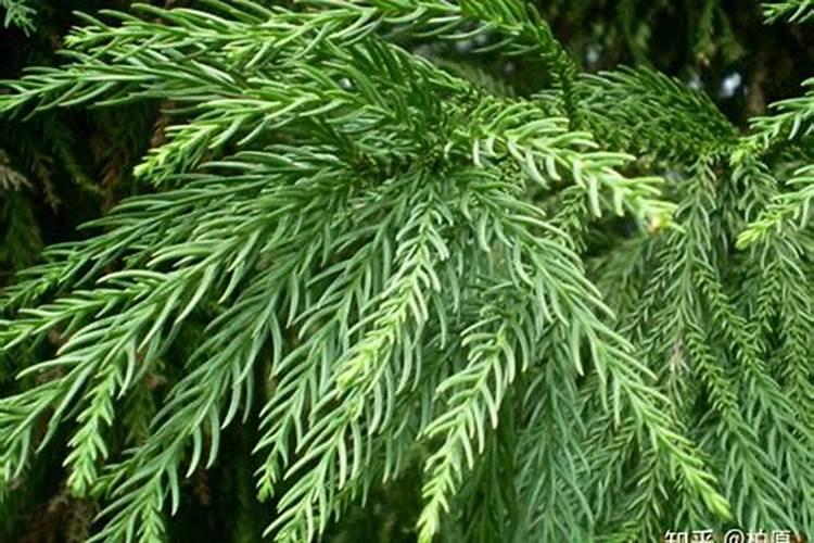 柳杉的养殖方法