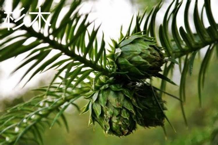 柳杉的养殖方法