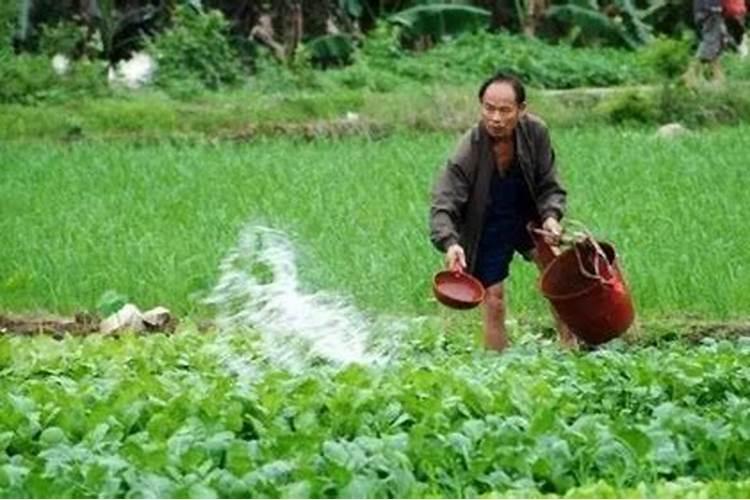 养鹅种草用什么肥料