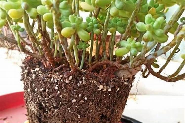 多肉肥料哪种好