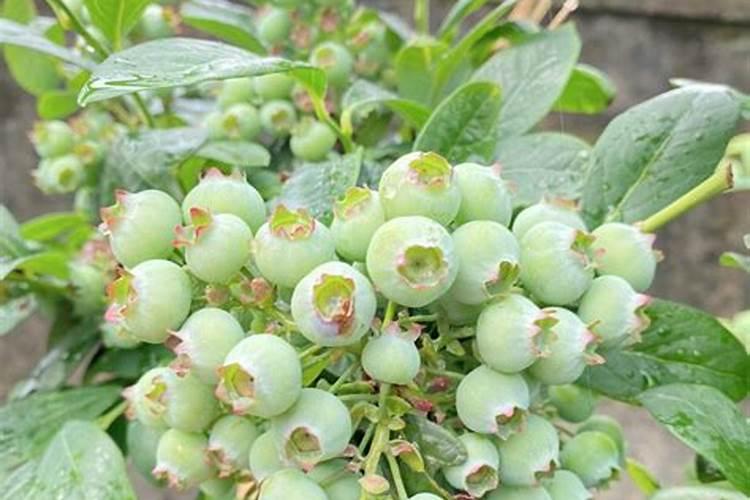 蓝莓苗怎么种植和养护