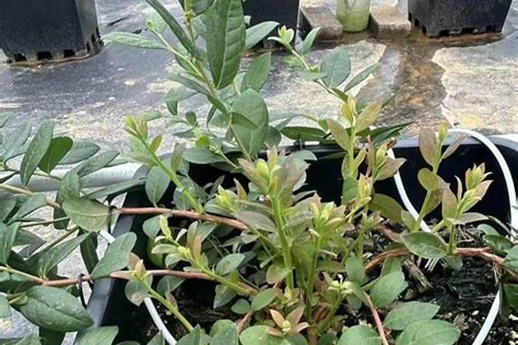 怎么给蓝莓幼苗上肥料