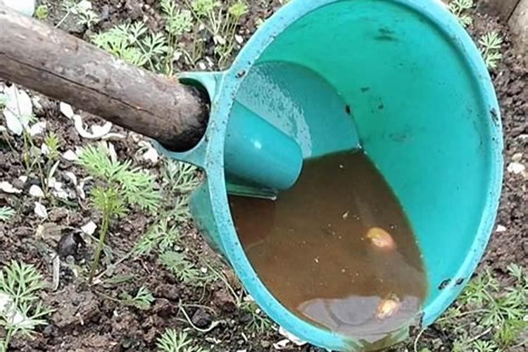 阳台种菜用什么有机肥料省钱又好用？