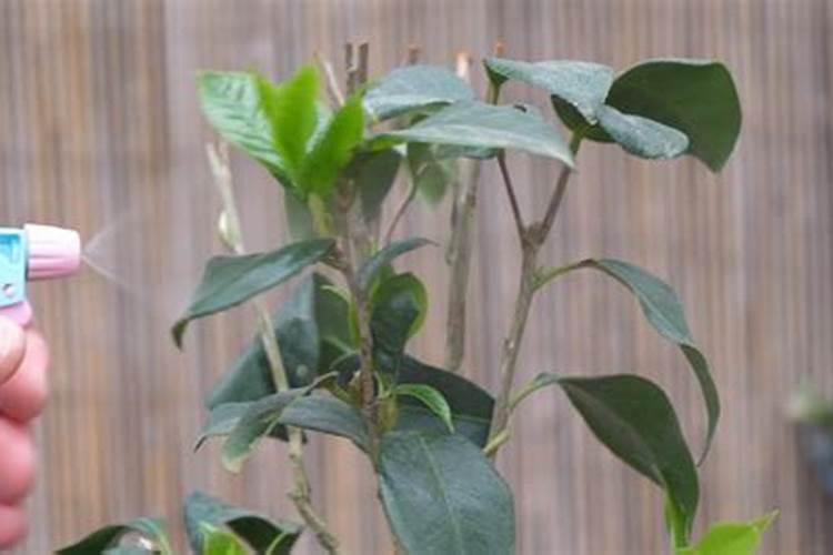 如何给茶花小苗追肥新芽长得更粗壮