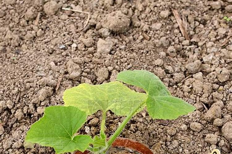 小葫芦怎么施肥