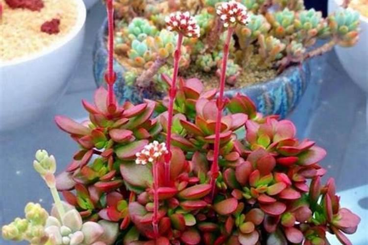 多肉用什么肥料比较好,怎么施肥