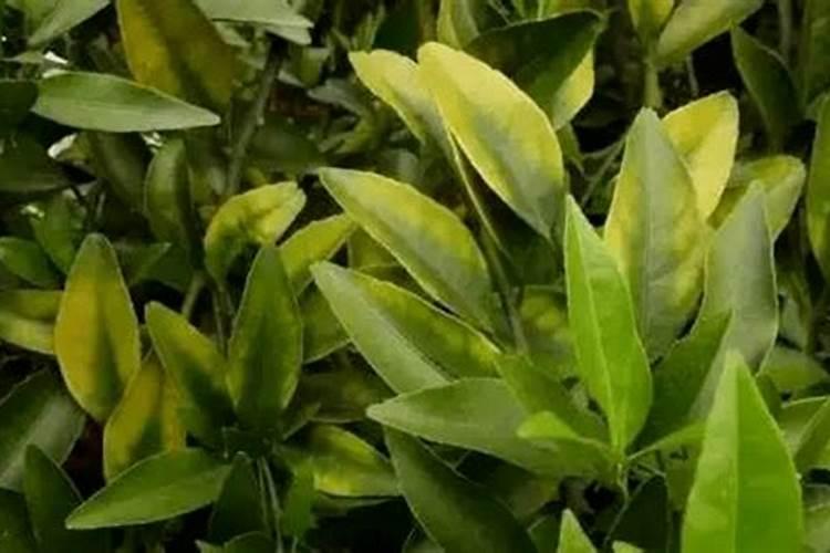 镁在葡萄树上的作用(镁肥在葡萄上什么时候用)