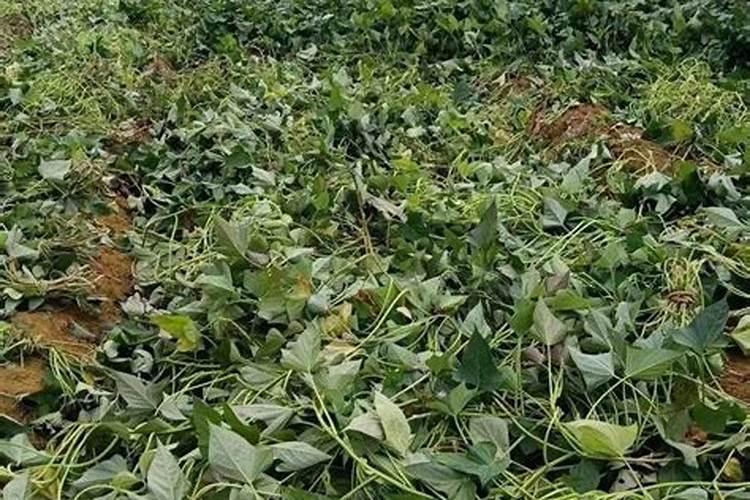 西瓜红红薯藤长长了不结红薯吗？