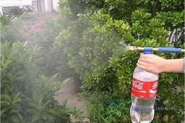 夹竹桃和无花果树能靠在一起长吗