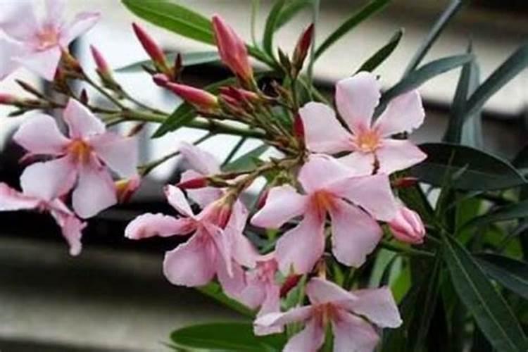 草木灰适合养什么花