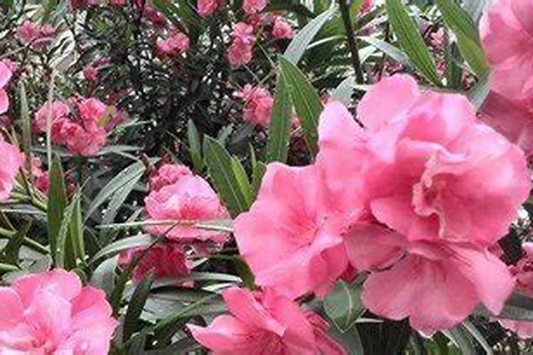 鸟粪可以做肥料吗