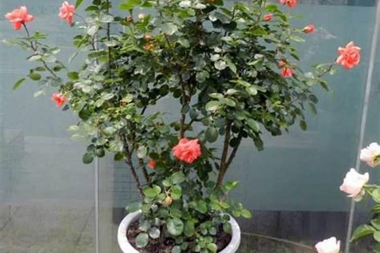 月季花怎么施肥月季花施什么肥好