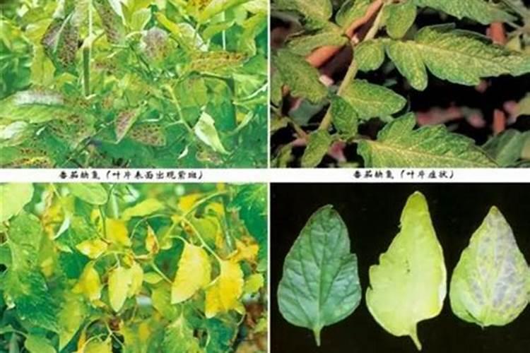 如何防止番茄氮、磷、钾过剩？