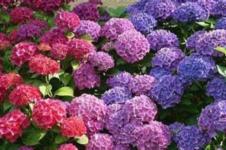 绣球花施什么肥最好