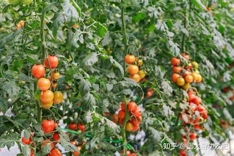 大棚西红柿啥时期冲施高磷肥？