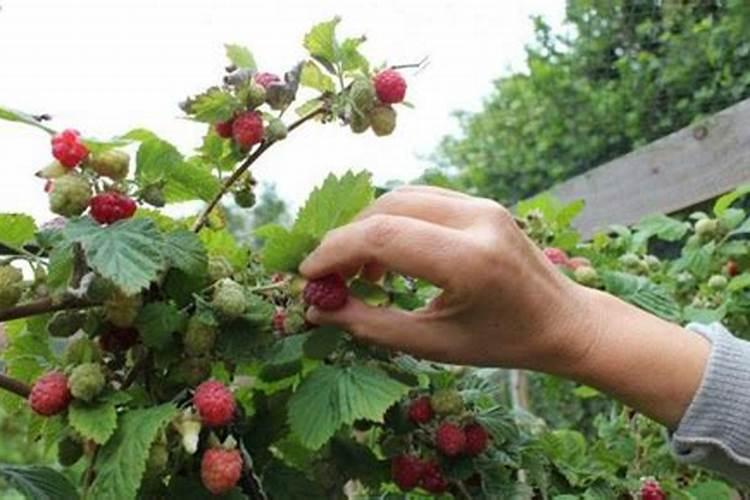 关于覆盆子的养殖方法等问题