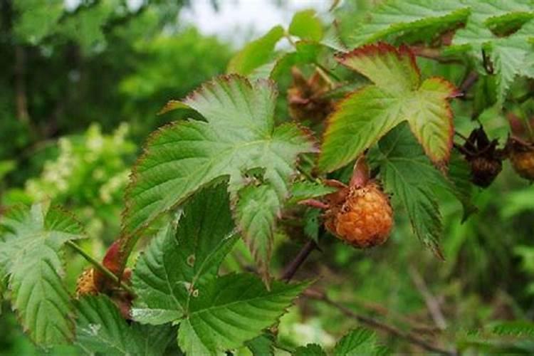 覆盆子怎么培植入药