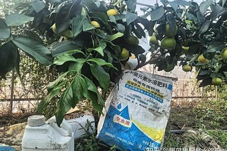 小发财树的养殖方法和注意事项