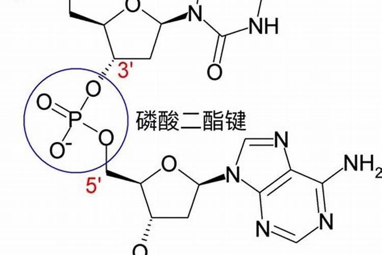 磷酸的作用 磷酸的用途介绍