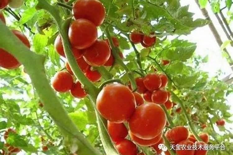 打多效唑后几天打芸苔素