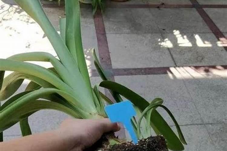 农作物施用硼肥的过程中有哪些误区需要注意的？