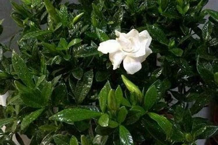 氮肥磷肥钾肥各有什么对植物各有什么作用