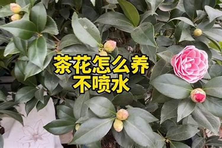 茶花如何施肥