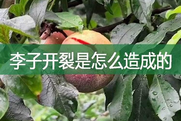 李子在成熟期开裂是怎么回事？可以预防吗？怎么预防？