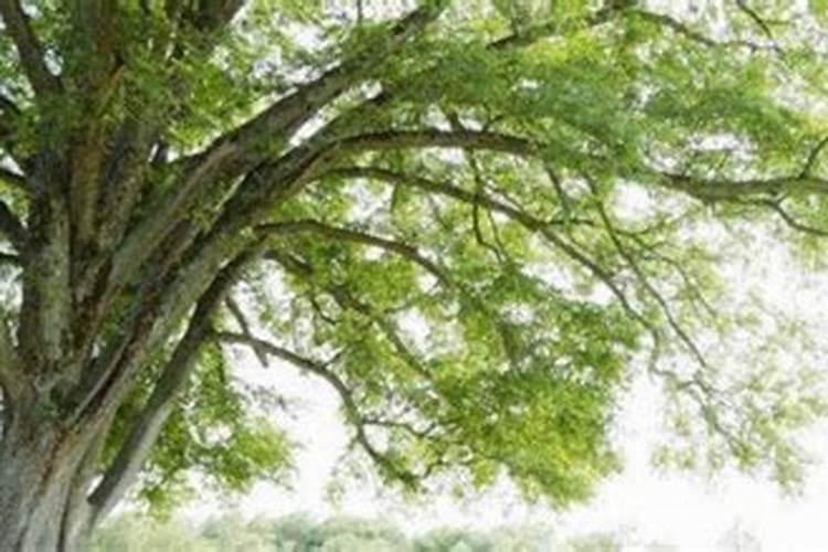 豆角叶子变黄是什么病