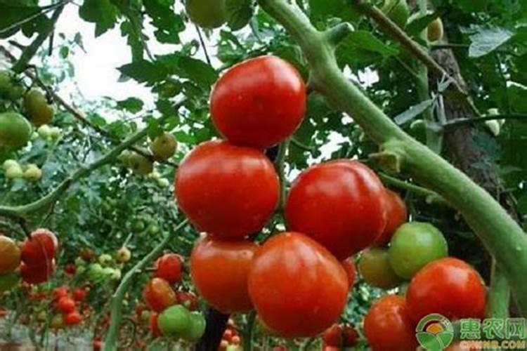 农药混配技巧多,冬季用药需谨慎!