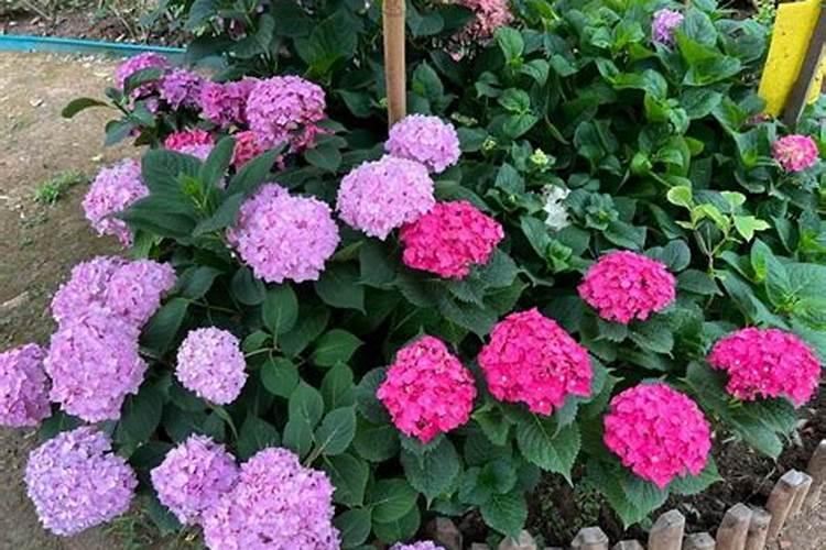 绣球花喜肥吗,喜欢施什么肥料