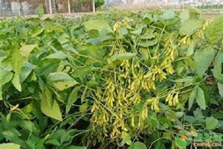 豆科植物不需要氮肥的原因