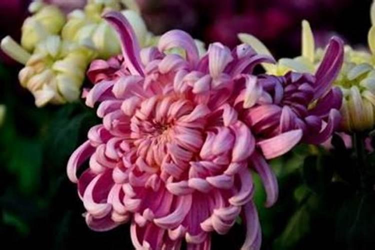 菊花孢花孢果用那些肥料好