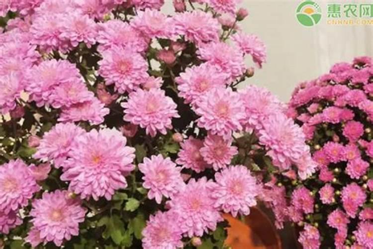 菊花有花蕾时能用磷酸二氢钾喷叶面肥吗