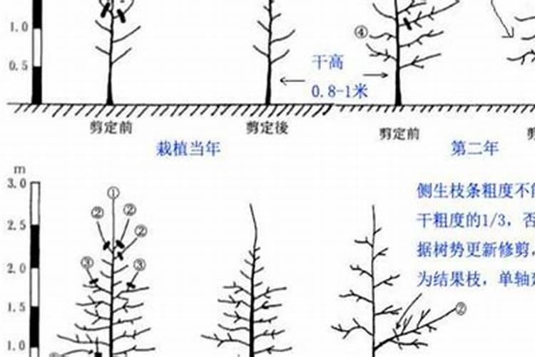 2年生苹果幼树春季施什么肥好？