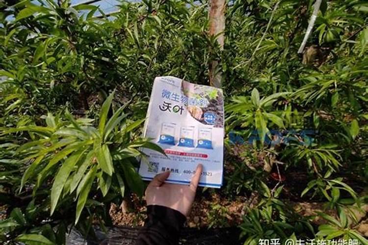 假山草种子的种植方法