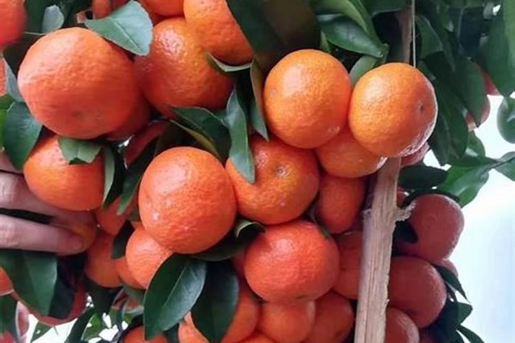 果树打芸苔素能增甜吗为什么