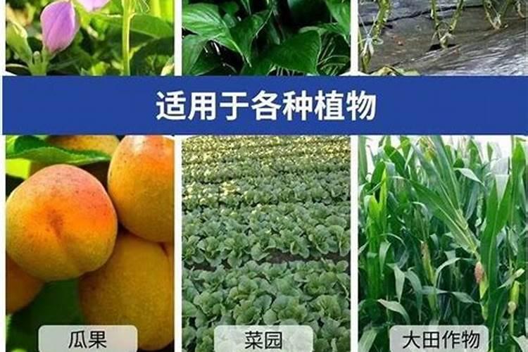 茉莉开花时如何施肥