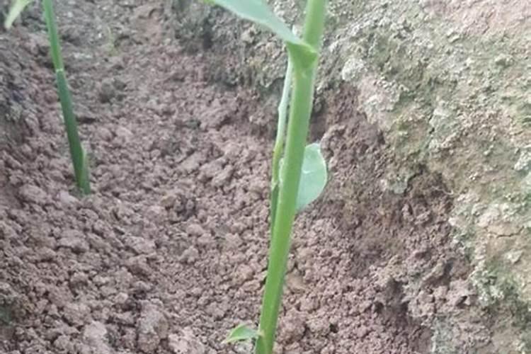 防治生姜常见的病虫害有何技术上的重点和难点？