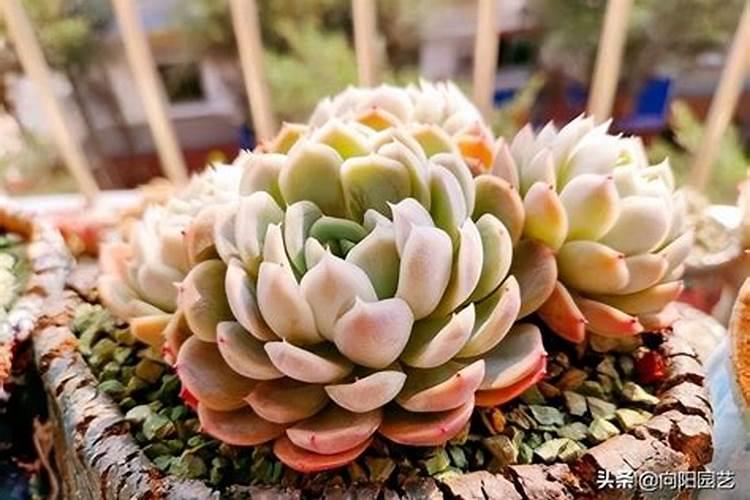 多肉植物长得太慢？2种肥料搭配使用,爆盆易如反掌